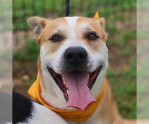 Labrador Retriever-Unknown Mix Dogs for adoption in San Antonio, TX, USA