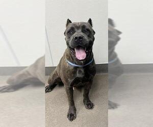 Mutt Dogs for adoption in HESPERIA, CA, USA