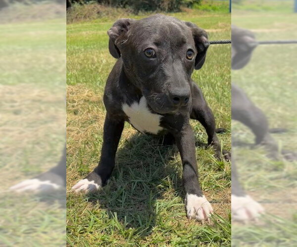 Medium Photo #4 Bulldog-Labrador Retriever Mix Puppy For Sale in Tarrytown, GA, USA