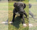 Small #3 Bulldog-Labrador Retriever Mix