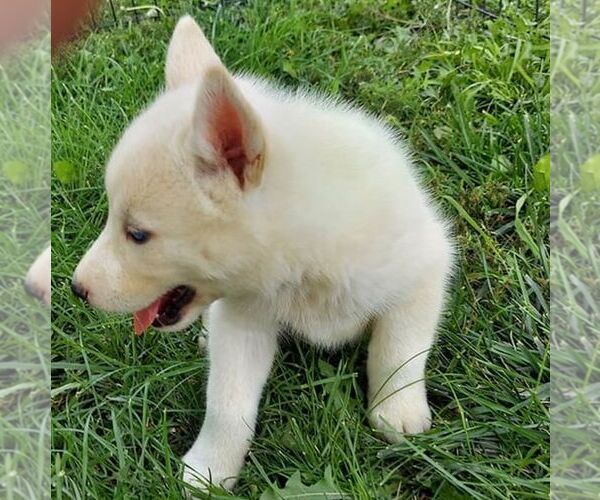 Medium Photo #3 Siberian Husky Puppy For Sale in AINSWORTH, NE, USA