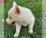 Small Photo #3 Siberian Husky Puppy For Sale in AINSWORTH, NE, USA