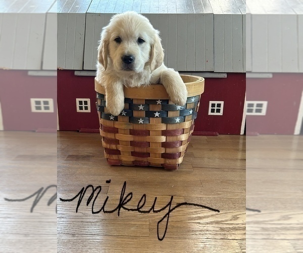 Medium Photo #1 Golden Retriever Puppy For Sale in WAPAKONETA, OH, USA