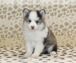 Small #3 Pomsky