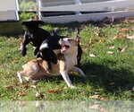 Small Photo #5 American Pit Bull Terrier-Unknown Mix Puppy For Sale in Sebec, ME, USA