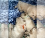 Small Photo #7 Golden Retriever Puppy For Sale in BIG CABIN, OK, USA