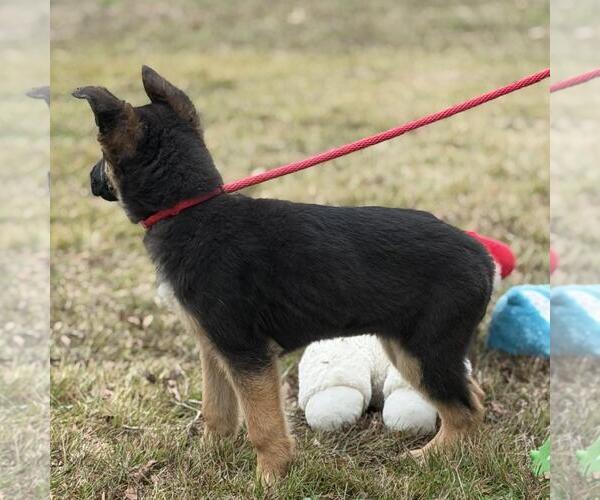 Medium Photo #4 German Shepherd Dog-Unknown Mix Puppy For Sale in Yardley, PA, USA