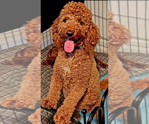 Mother of the Golden Retriever-Poodle (Toy) Mix puppies born on 06/26/2025