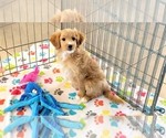 Small #1 Cavapoo mix (+ Poodle Miniature)