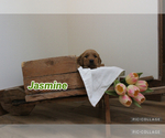 Puppy Jasmine Golden Retriever