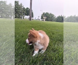 Medium Pembroke Welsh Corgi