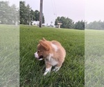 Puppy Jewel Pembroke Welsh Corgi