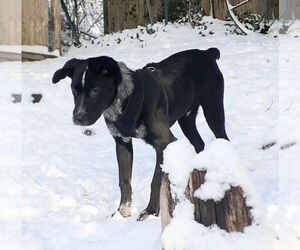 Jax - Male Mutt Dog for Adoption - Photo #2
