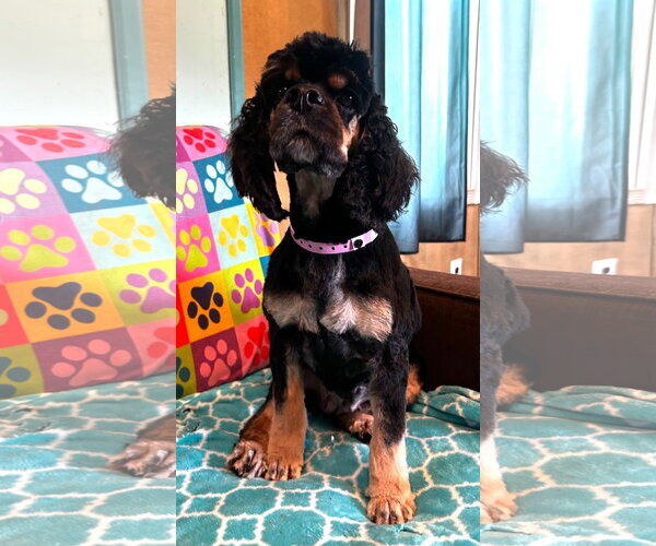Medium Photo #2 Cocker Spaniel-Unknown Mix Puppy For Sale in Pacolet, SC, USA