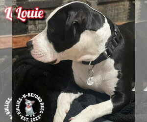 Louie - Male American Pit Bull Terrier-American Staffordshire Terrier Mix Dog for Adoption - Photo #3