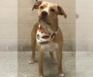 Carolina Dog-Labrador Retriever Mix Dogs for adoption in Conroe, TX, USA