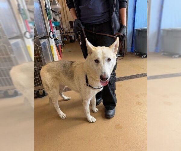 Medium Photo #1 Siberian Husky-Unknown Mix Puppy For Sale in Chula Vista, CA, USA