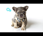 Small #1 French Bulldog