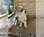Small #1 Cardigan Welsh Corgi