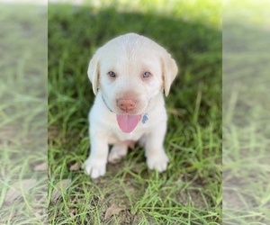 Labrador Retriever Puppy for sale in GRAND RIDGE, FL, USA