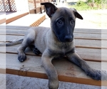 Small Photo #18 Belgian Malinois Puppy For Sale in CORNING, CA, USA
