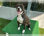 Small Photo #2 American Pit Bull Terrier Puppy For Sale in Pasadena, CA, USA