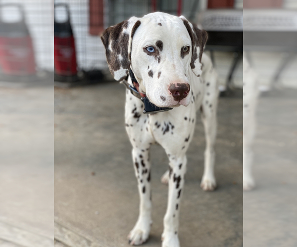 Full screen Photo #1 Dalmatian Puppy For Sale in RICHLAND, IN, USA