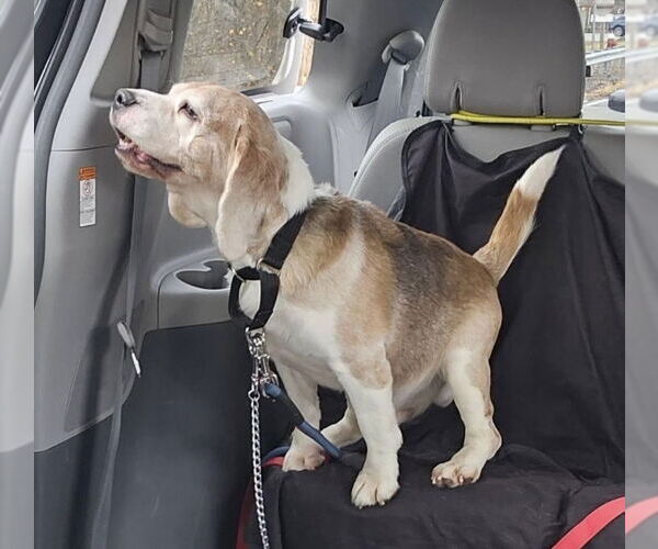 Medium Photo #2 Beagle Puppy For Sale in Chester, NJ, USA