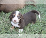 Small #4 Dachshund