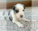 Small #5 Australian Shepherd