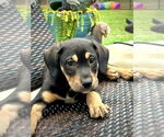 Small #4 Mutt