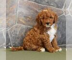 Small Photo #6 Poodle (Miniature) Puppy For Sale in MILL HALL, PA, USA