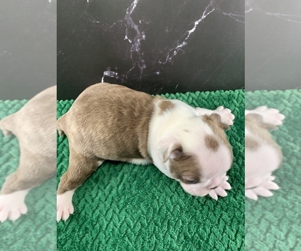 Medium Photo #8 Boston Terrier Puppy For Sale in TULARE, CA, USA