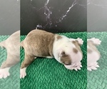 Small #6 Boston Terrier