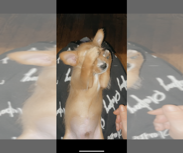 Medium Photo #4 Chorkie Puppy For Sale in MILWAUKEE, WI, USA