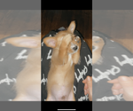 Small Photo #4 Chorkie Puppy For Sale in MILWAUKEE, WI, USA
