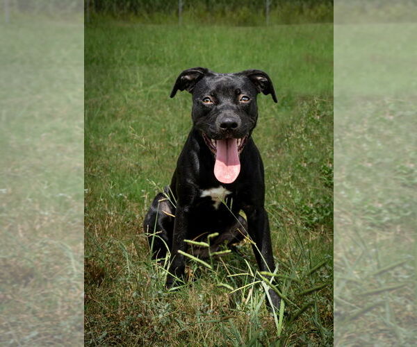 Medium Photo #1 Mutt Puppy For Sale in Abbeville, LA, USA