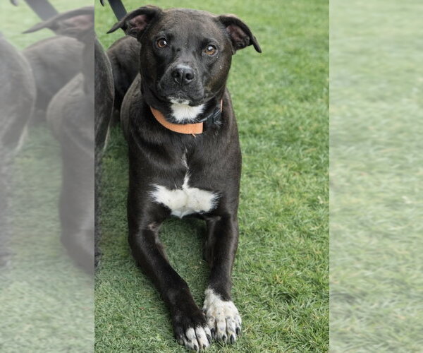 Medium Photo #2  Puppy For Sale in , 