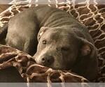Small #1 American Pit Bull Terrier