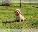 Small Photo #8 Golden Retriever Puppy For Sale in ATHENS, GA, USA
