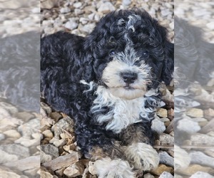 Aussie-Poo-Aussiedoodle Mix Puppy for sale in TAYLOR, TX, USA