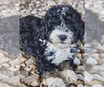 Image preview for Ad Listing. Nickname: Sam