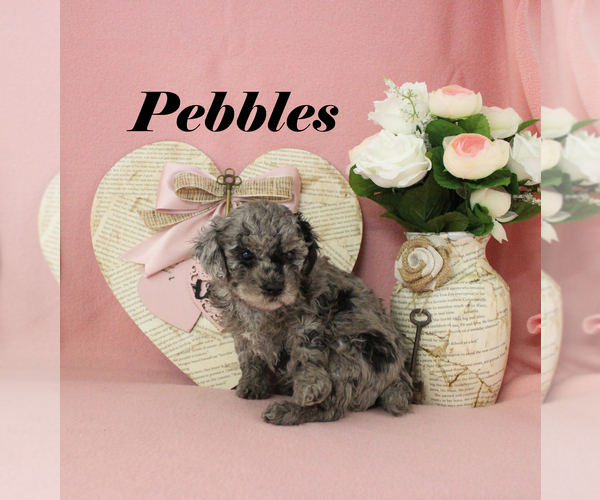 Medium Photo #4 Poodle (Toy) Puppy For Sale in CHANUTE, KS, USA