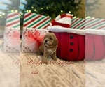Puppy Puppy 3 Cockapoo