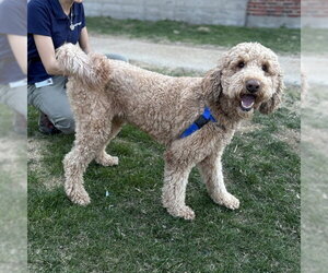 Goldendoodle Dogs for adoption in Boston, MA, USA