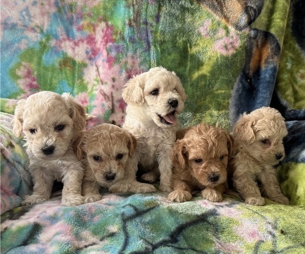 Medium Photo #4 Poodle (Miniature) Puppy For Sale in THORP, WI, USA