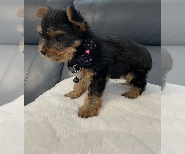 Medium Photo #1 Yorkshire Terrier Puppy For Sale in TAMPA, FL, USA