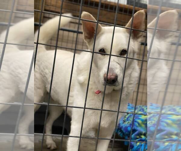 Medium Photo #24 German Shepherd Dog Puppy For Sale in Lewistown, PA, USA