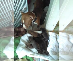 American Pit Bull Terrier Puppy for sale in BRADEN RIVER, FL, USA