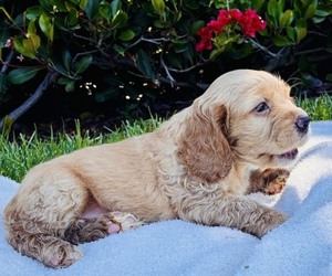 Cocker Spaniel Puppy for sale in IRVINE, CA, USA